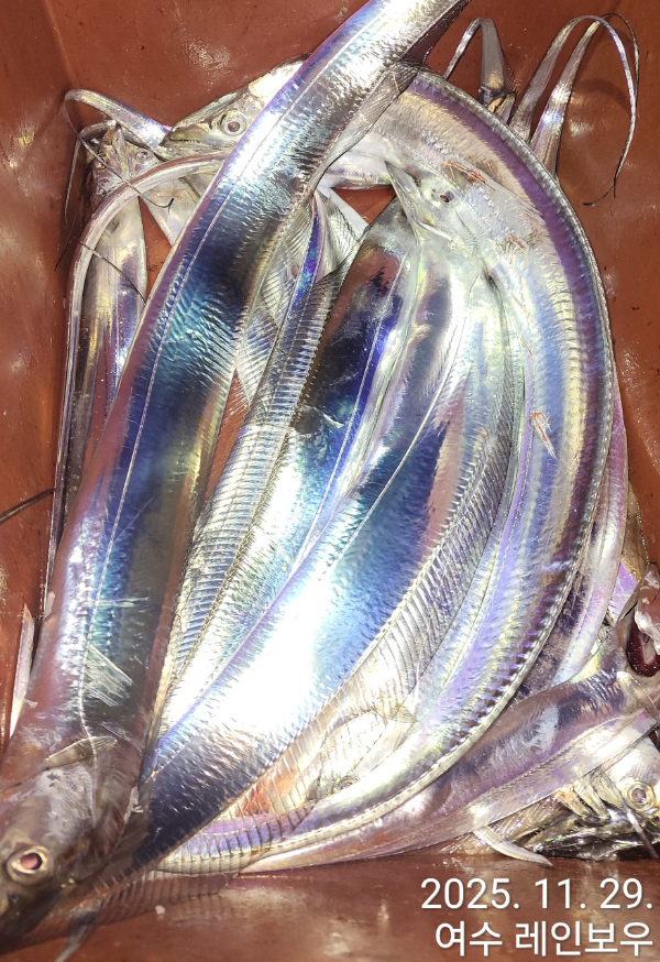 ♡여수레인보우♡갈치_열기_한치_갑오징어__사진_20251130_22.jpg