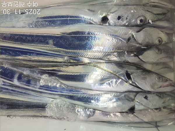 ♡여수레인보우♡갈치_열기_한치_갑오징어__사진_20251130_6.jpg