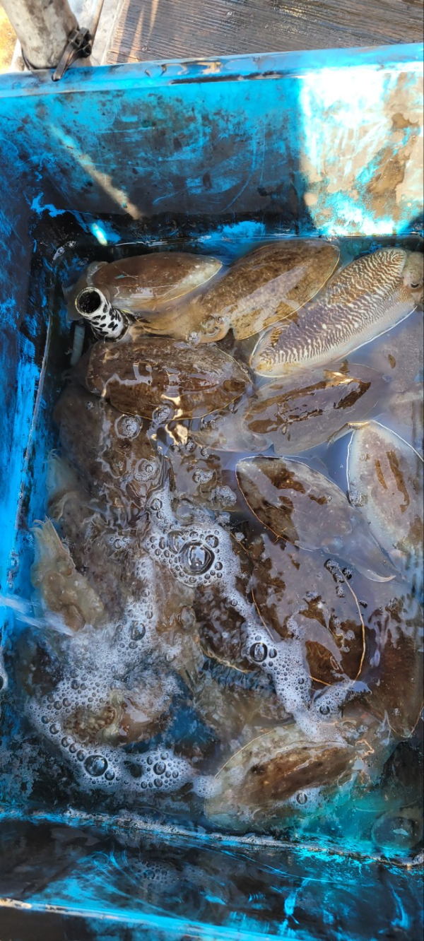 예지퀸호 농어외수질&어초낚시 경기인천권_사진_20251113_9.jpg