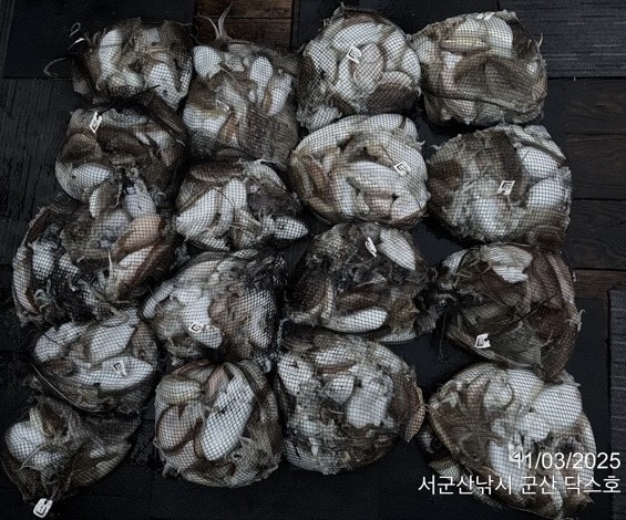 군산 선상낚시, 바다낚시 출조 전문 ☆서군산낚시☆_사진_20251103_1.jpg