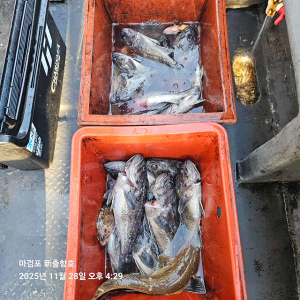 ꫛꫀꪝ✧‧˚ 태안 마검포 新출항호 .• _˚☀₊_사진_20251129_5.jpg