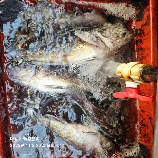 ꫛꫀꪝ✧‧˚ 태안 마검포 新출항호 .• _˚☀₊_사진_20251122_9.jpg