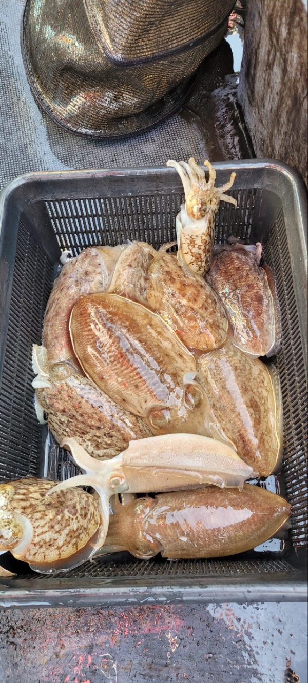 예지퀸호 농어외수질&어초낚시 경기인천권_사진_20251112_12.jpg