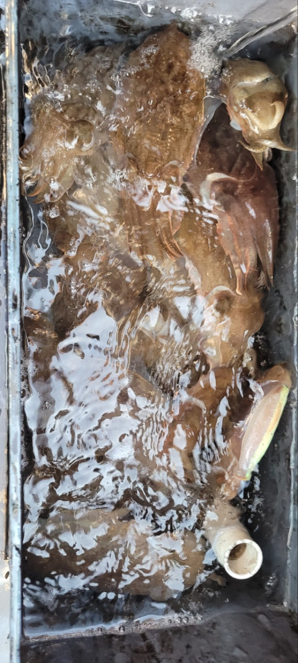 예지퀸호 농어외수질&어초낚시 경기인천권_사진_20251112_19.jpg