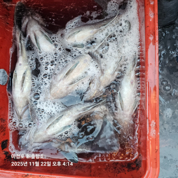 ꫛꫀꪝ✧‧˚ 태안 마검포 新출항호 .• _˚☀₊_사진_20251122_14.jpg