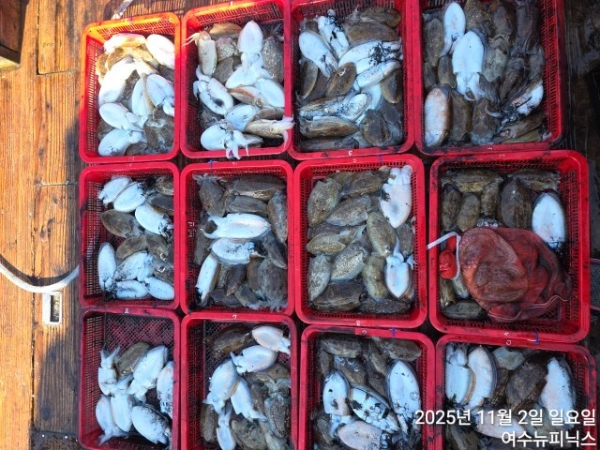 11월2일갑오징어 (3).jpg