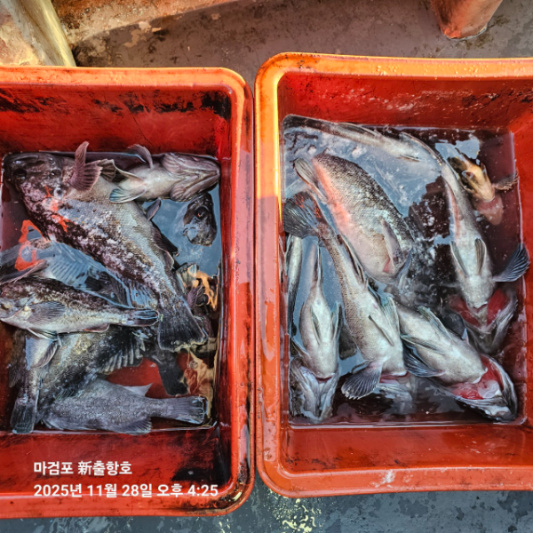 ꫛꫀꪝ✧‧˚ 태안 마검포 新출항호 .• _˚☀₊_사진_20251129_2.jpg