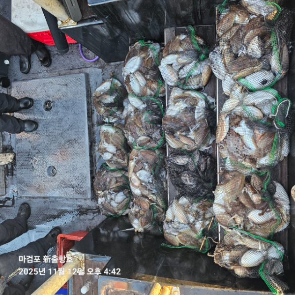 ꫛꫀꪝ✧‧˚ 태안 마검포 新출항호 .• _˚☀₊_사진_20251112_7.jpg