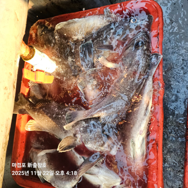 ꫛꫀꪝ✧‧˚ 태안 마검포 新출항호 .• _˚☀₊_사진_20251122_12.jpg