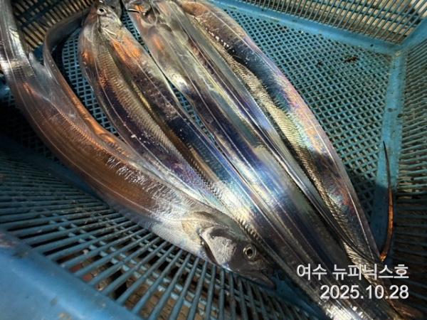 10월29일갈치 (31).jpg
