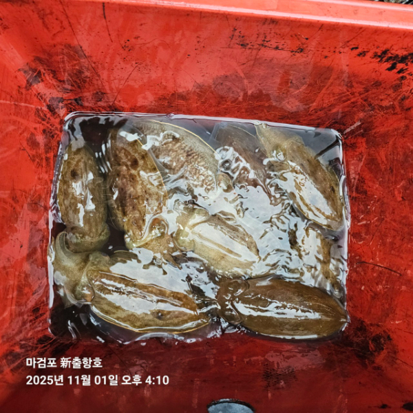 ꫛꫀꪝ✧‧˚ 태안 마검포 新출항호 .• _˚☀₊_사진_20251101_4.jpg