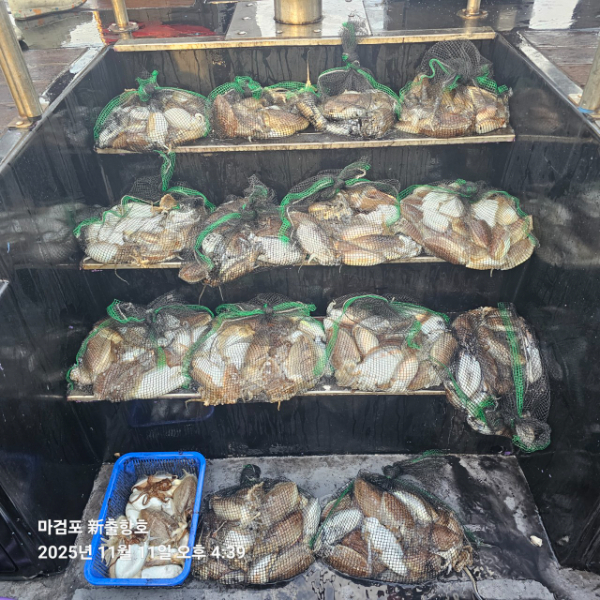 ꫛꫀꪝ✧‧˚ 태안 마검포 新출항호 .• _˚☀₊_사진_20251111_5.jpg