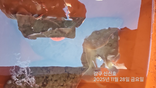 신신낚시 강구점 신신호_사진_20251128_8.jpg