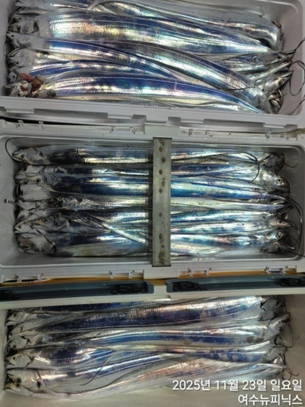 20911월23일갈치 (64).jpg