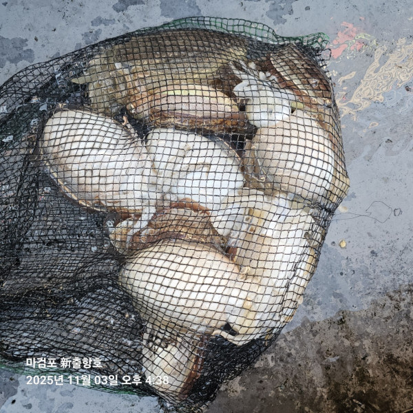 ꫛꫀꪝ✧‧˚ 태안 마검포 新출항호 .• _˚☀₊_사진_20251105_4.jpg