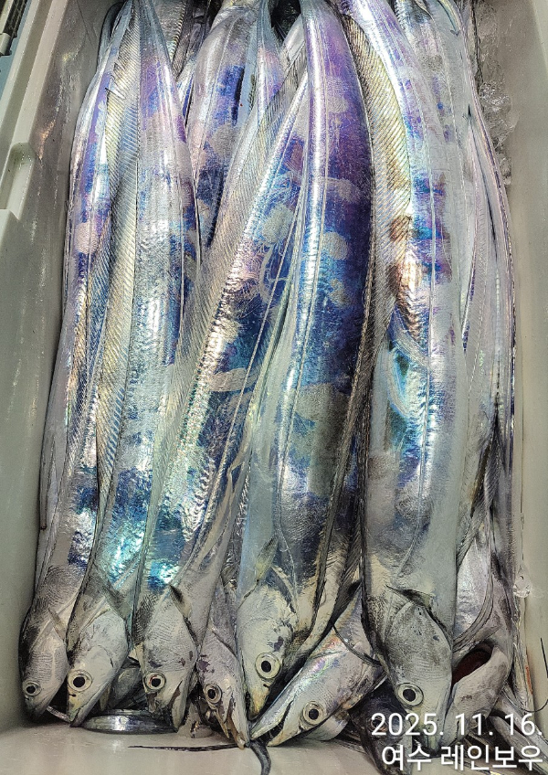 ♡여수레인보우♡갈치_열기_한치_갑오징어__사진_20251116_11.jpg