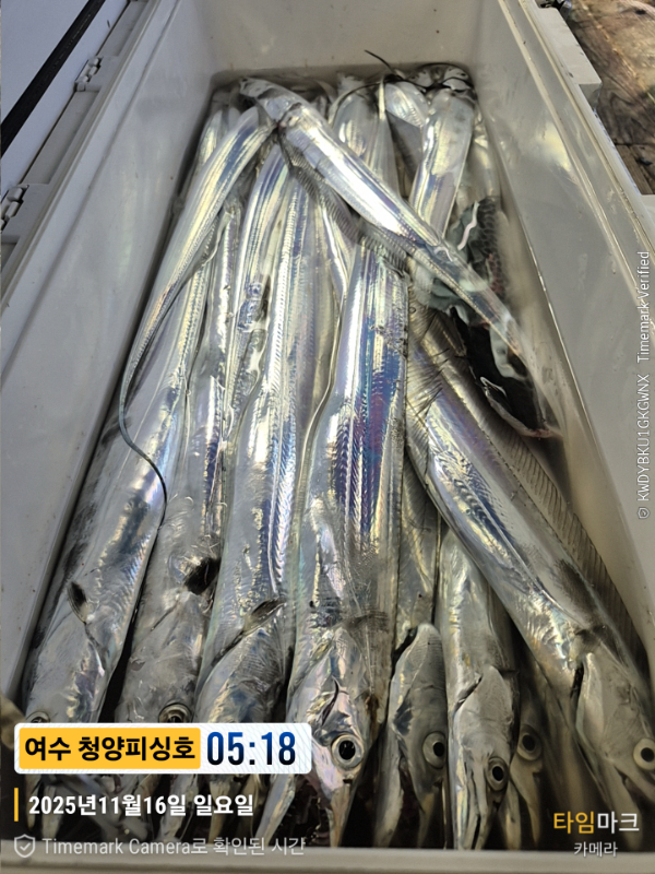 2025-11-16 05.18.31__(제목-여수 청양피싱호).jpg