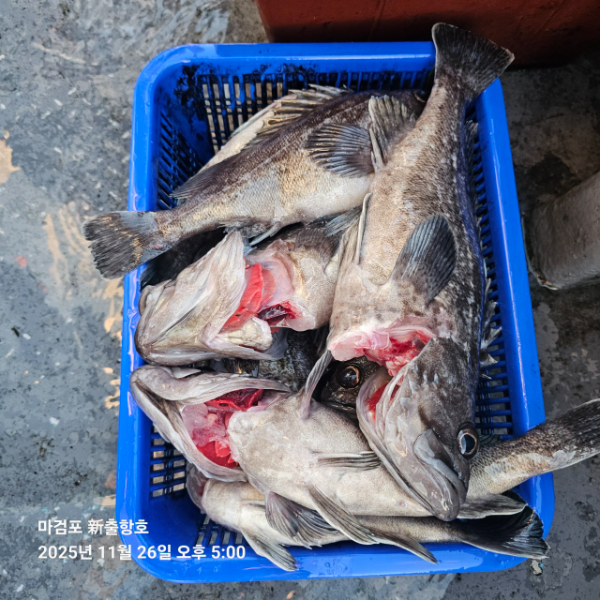 ꫛꫀꪝ✧‧˚ 태안 마검포 新출항호 .• _˚☀₊_사진_20251126_6.jpg