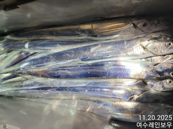 ♡여수레인보우♡갈치_열기_한치_갑오징어__사진_20251120_3.jpg