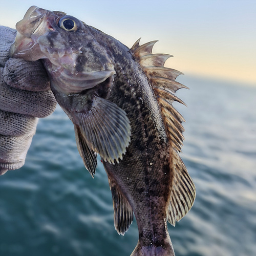 인천바다낚시 (7).jpg