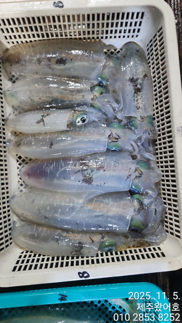 제주왔어호_사진_20251105_6.jpg