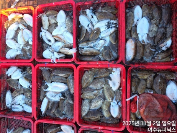 11월2일갑오징어 (4).jpg