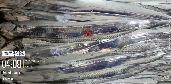 제주갈치낚시 화원호_사진_20251112_5.jpg