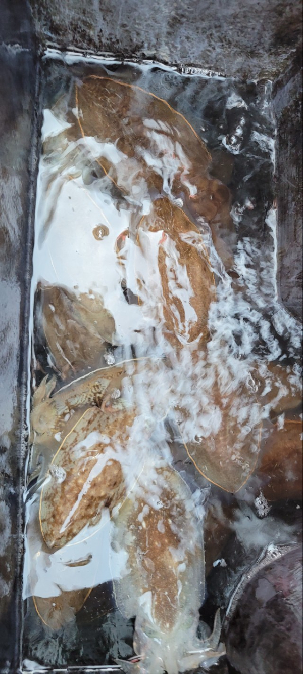 예지퀸호 농어외수질&어초낚시 경기인천권_사진_20251115_14.jpg