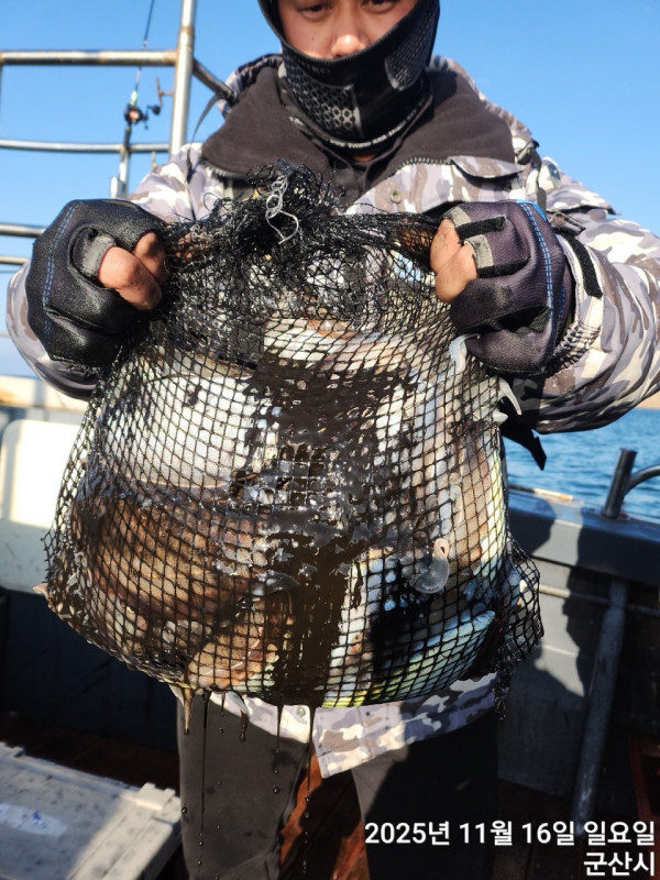 군산 선상낚시, 바다낚시 출조 전문 ☆서군산낚시☆_사진_20251116_11.jpg