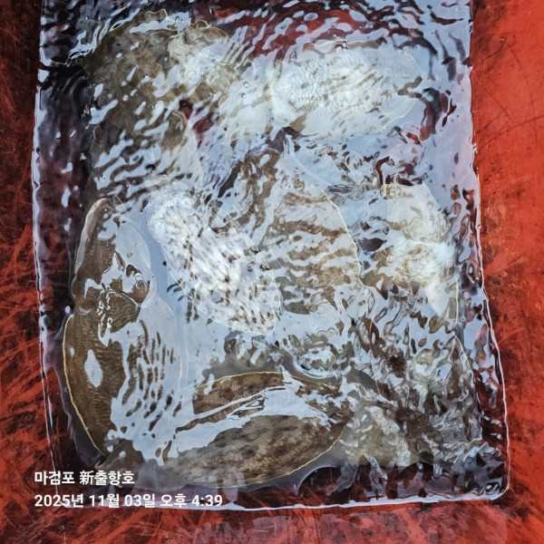 ꫛꫀꪝ✧‧˚ 태안 마검포 新출항호 .• _˚☀₊_사진_20251105_6.jpg