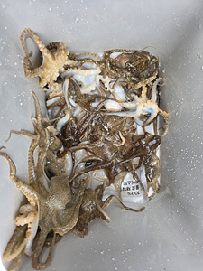 인천쭈꾸미낚시 (26).jpg