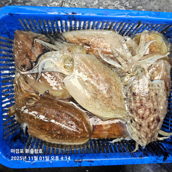 ꫛꫀꪝ✧‧˚ 태안 마검포 新출항호 .• _˚☀₊_사진_20251101_16.jpg