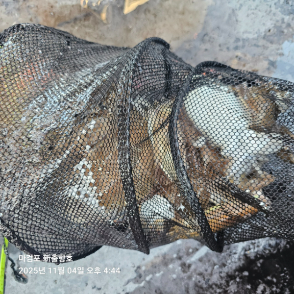 ꫛꫀꪝ✧‧˚ 태안 마검포 新출항호 .• _˚☀₊_사진_20251105_10.jpg