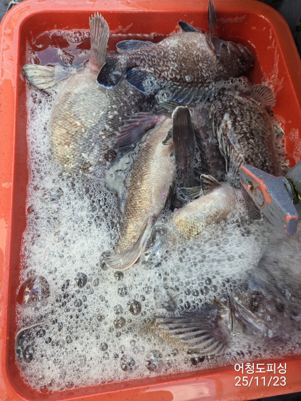 최강피싱 063.463.0800_사진_20251123_22.jpg