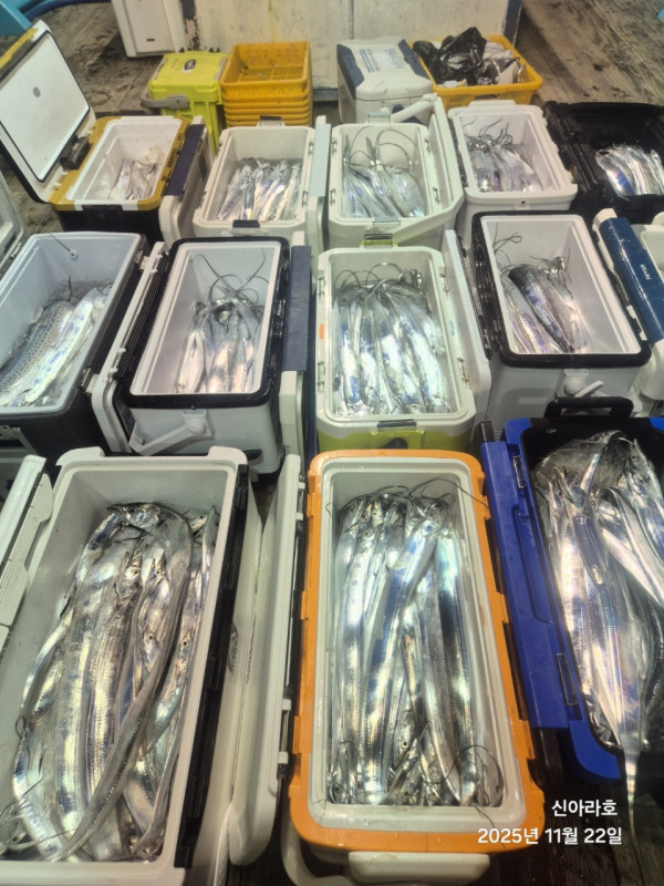 바다꾼낚시(신아라호)_사진_20251122_5.jpg