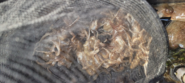 예지퀸호 농어외수질&어초낚시 경기인천권_사진_20251101_7.jpg