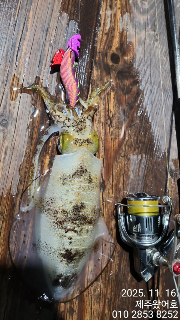 제주왔어호_사진_20251116_29.jpg