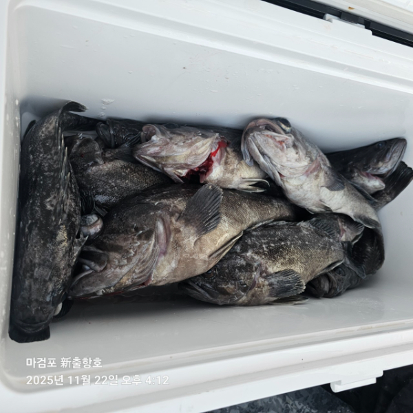 ꫛꫀꪝ✧‧˚ 태안 마검포 新출항호 .• _˚☀₊_사진_20251122_5.jpg