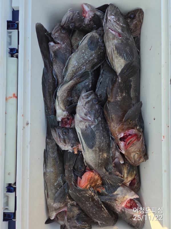 최강피싱 063.463.0800_사진_20251122_53.jpg