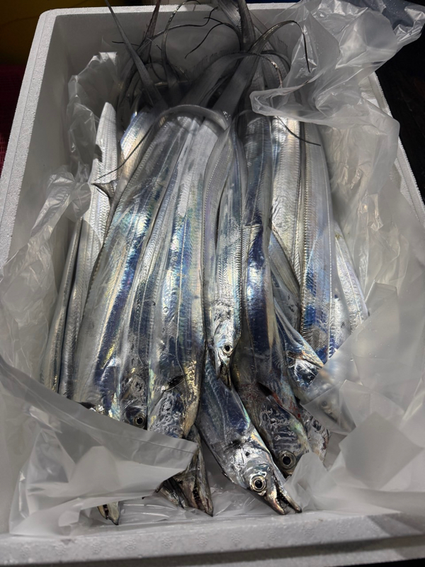 제주 쏘니호_사진_20251110_7.jpg