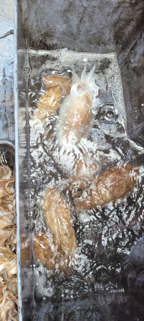 예지퀸호 농어외수질&어초낚시 경기인천권_사진_20251101_4.jpg