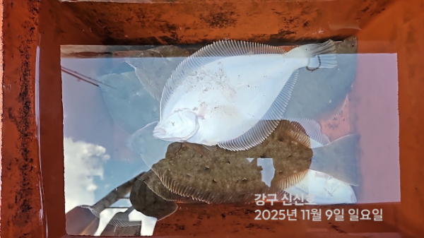 신신낚시 강구점 신신호_사진_20251109_9.jpg