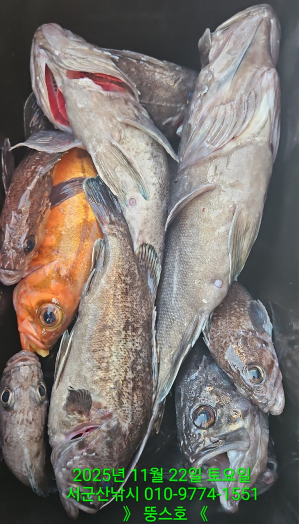 군산 선상낚시, 바다낚시 출조 전문 ☆서군산낚시☆_사진_20251122_16.jpg