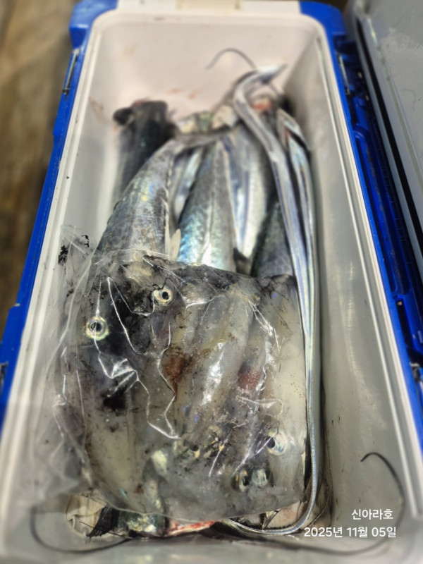 바다꾼낚시(신아라호)_사진_20251105_7.jpg