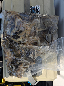 인천쭈꾸미낚시 (20).jpg