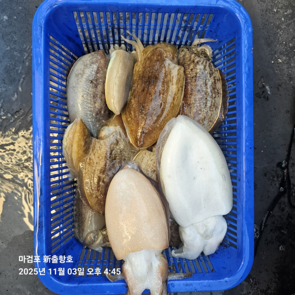 ꫛꫀꪝ✧‧˚ 태안 마검포 新출항호 .• _˚☀₊_사진_20251105_11.jpg