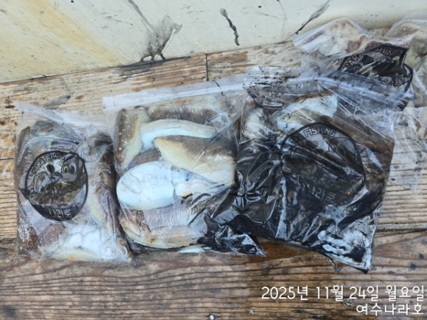 ♠여수나라호♠ 갈치 문어 참돔(타이라바), 쭈꾸미 갑오징어 선상낚시 생활낚시_사진_20251125_11.jpg