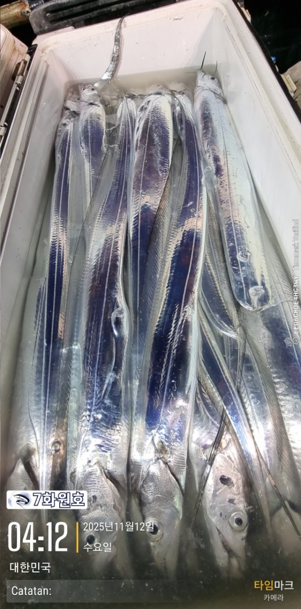 제주갈치낚시 화원호_사진_20251112_13.jpg