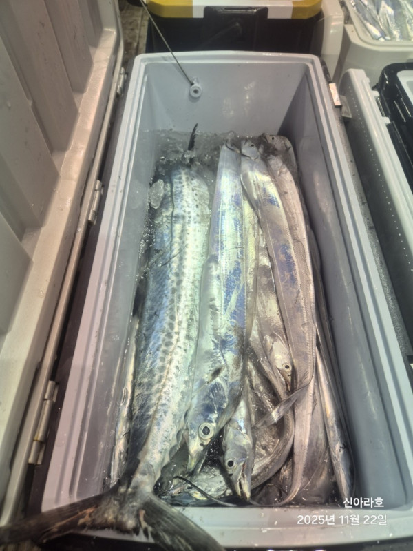 바다꾼낚시(신아라호)_사진_20251122_17.jpg