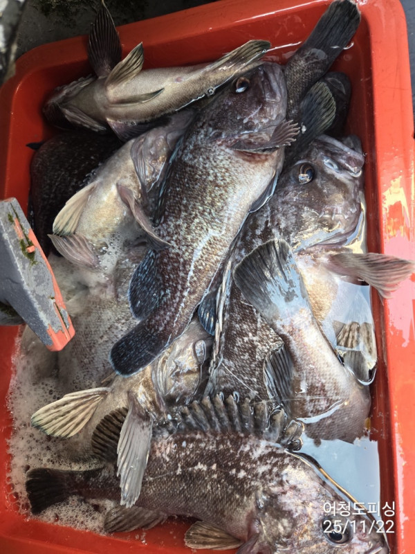 최강피싱 063.463.0800_사진_20251122_37.jpg